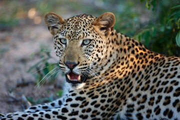 close up of leopard