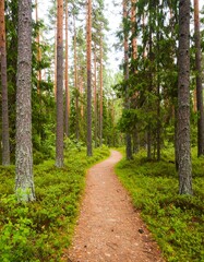 Fototapeta premium A path winds through a dense pine forest