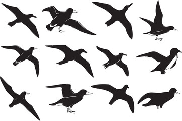 Set of different type of black Albatross vector silhouette