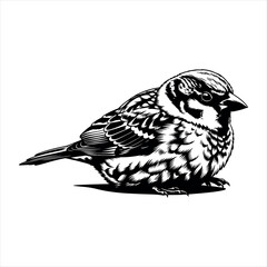 Graceful sparrow in flight silhouette isolated on white background