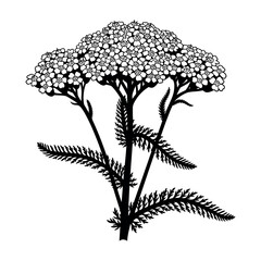 Yarrow flower silhouette isolated on white background