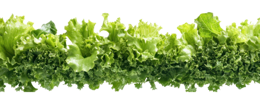 PNG Fresh food ingredient borders transparent background vegetable.