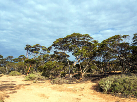 clearing on roadside somewhere on the nullarbor plainland
