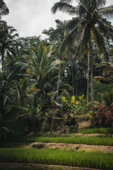 Fototapeta premium Dense Tropical Jungle in Bali