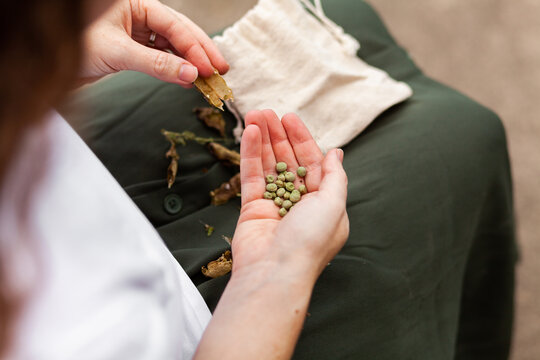 Person collecting dried pea seeds for planting next year
