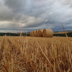 field of wheat