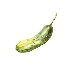 Watercolor pickled cucumber illustration. Green vegetable sketch isolated on white background. Hand painted drawing of tasty homemade food.