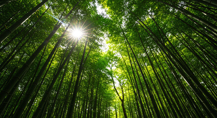Fototapeta premium Low angle view of a lush green bamboo forest with the sun shining through the tall stalks. A peaceful and tranquil nature background from Arashiyama, Kyoto, Japan, representing zen and serenity.
