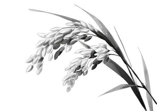 Close-up grayscale image of a rice plant's head