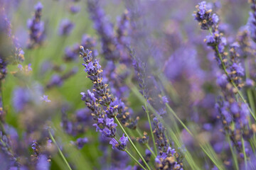 Naklejka premium Lavender flower close-up with soft focus in summer garden field creating a dreamy natural background in summer