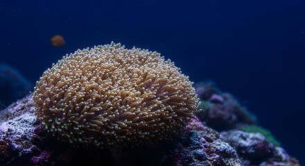 Coral in Ocean