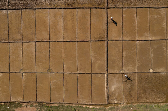 Aerial view of workers traversing the golden fields divided into neat rectangles, creating a textured, earthy mosaic, Teknaf, Chittagong Division, Bangladesh.