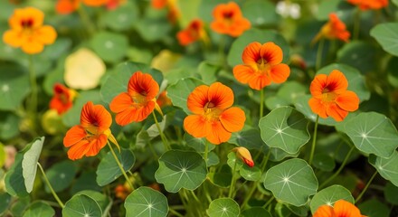 Orange Nasturtium Flower with Green Leaves