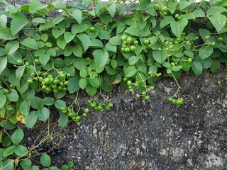 Green Vine Overgrowth on Textured Stone Surface