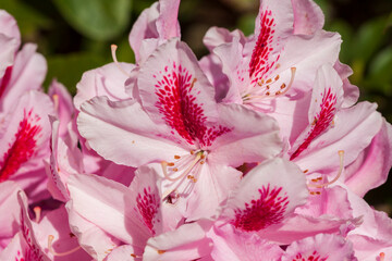 Pink Rhododendronblüte, Close-Up, Deutschland