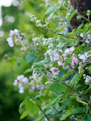 Close-up of the flowers of a blackberry bramble bush growing in a hedge