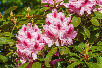 Pink Rhododendronblüte, Close-Up, Deutschland