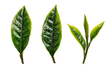Obraz premium Close-up of fresh tea leaves, vibrant green hues, detailed leaf veins, isolated against black background