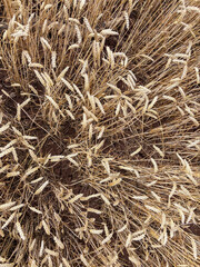 Crop of wheat in a field in July, United Kingdom