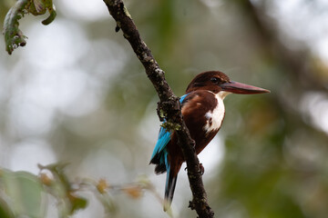 A beautiful White throated kingfisher perched on a dry branch . Colorful bird with vibrant turquoise wings, chestnut body and bright red beak against a blurred background.