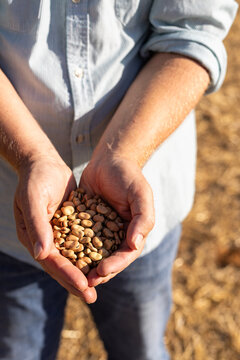 Farmer holding a sample of faba beans at harvest time