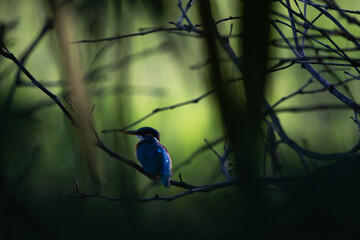 Colorful common kingfisher perched on a thorny branch against green background. It has vibrant colors with blue feathers, orange underparts, and long pointed beak in natural habitat.