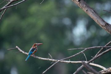 A beautiful White throated kingfisher perched on a dry branch . Colorful bird with vibrant turquoise wings, chestnut body and bright red beak against a blurred background.