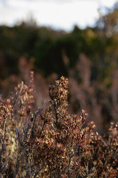 Prickly plant in afternoon sun