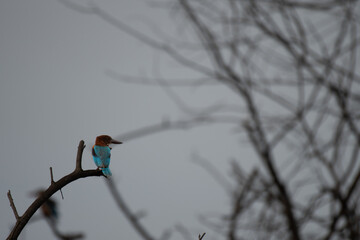 A beautiful White throated kingfisher perched on a dry branch . Colorful bird with vibrant...