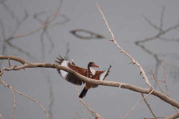 White throated kingfisher captured mid flight with wings spread try to perch on a branch , showing...