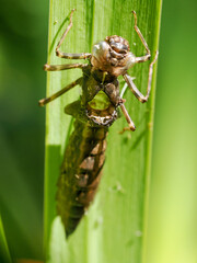 Close-up macro photograph of the shell of a dragonfly larvae showing the hole where the adult has emerged