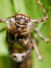 Close-up macro photograph of the shell of a dragonfly larvae showing the hole where the adult has emerged
