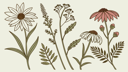 Vintage botanical illustration of wildflowers and meadow plants clip art for nature lovers and designers
