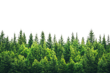 Dense evergreen forest canopy with varied tree heights isolated on transparent background