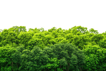 Obraz premium Lush green forest canopy with varied shades of foliage isolated on transparent background
