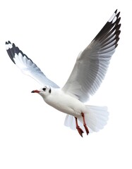 Obraz premium A seagull in flight against a white background (1)