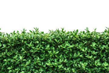 A dense green leafy hedge with a neatly trimmed top edge isolated on transparent background
