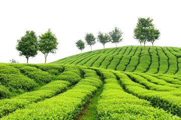 Lush green tea plantation with rolling hills and scattered trees isolated on transparent background