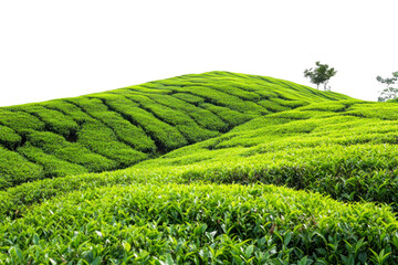 Lush green rolling tea plantation fields with gentle slopes and trees isolated on transparent background