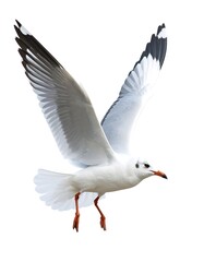 Fototapeta premium A seagull soaring in flight