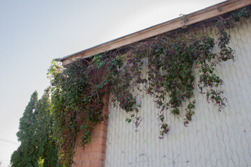Ivy on the wall of the house in the city of Jerusalem