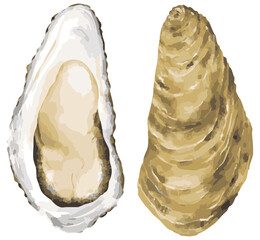 開いた牡蠣の手描きイラスト