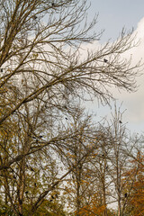 Birds sitting on the branches of a tree in the autumn forest