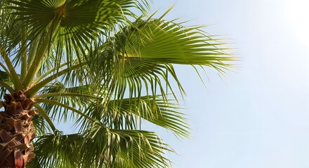 Obraz premium Palm Tree Under Blue Sky
