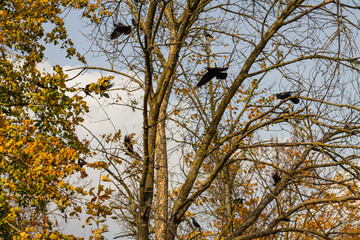 Crows sitting on the branches of a tree in the autumn.