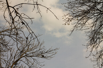 The branches of a tree without leaves on a background of the sky