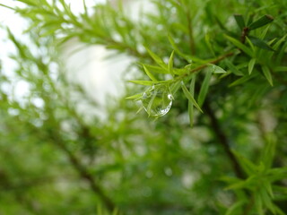 A close-up macro shot capturing a crystal-clear water droplet delicately hanging from the tip of a fresh green pine-like leaf. The droplet reflects its surroundings, highlighting the beauty of nature 