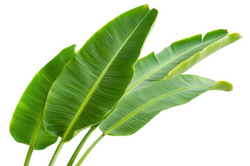 Vibrant green banana leaves with prominent veins isolated on transparent background