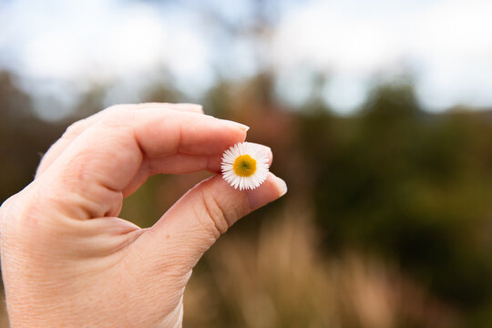small daisy held between fingers