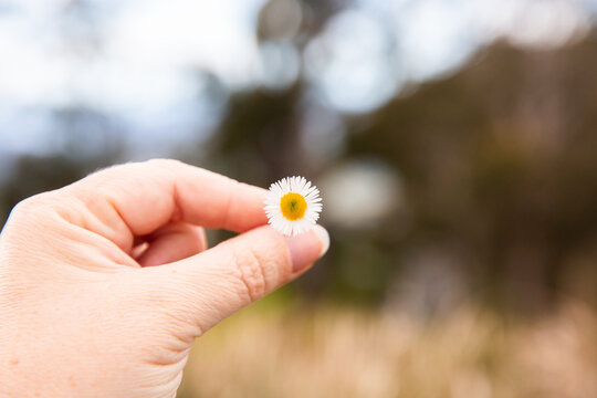 daisy being held between fingers with blurry nature background